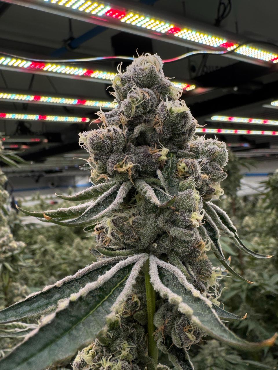 Vanilla Ascension Clone